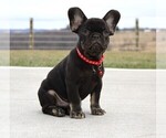 Small Photo #6 French Bulldog Puppy For Sale in FRESNO, OH, USA