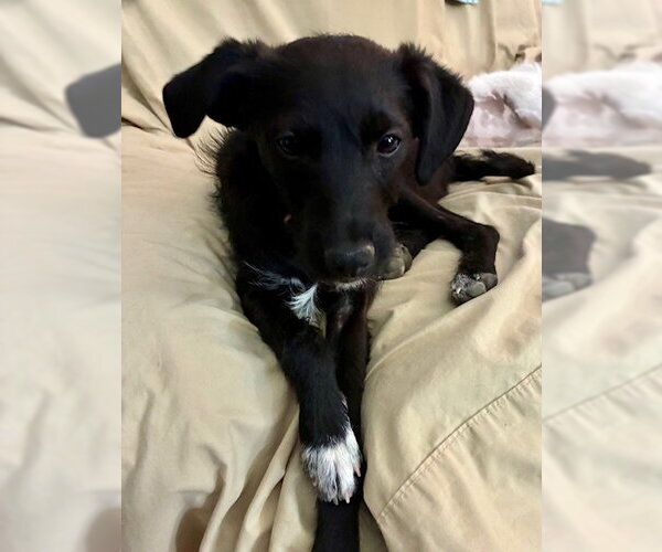 Medium Photo #8 Chi-Poo (Miniature) Puppy For Sale in Mesa, AZ, USA