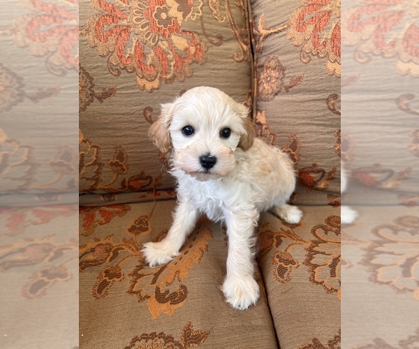 Medium Photo #1 Poodle (Miniature)-Schnoodle (Miniature) Mix Puppy For Sale in Lexington, NC, USA