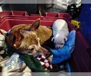 Chihuahua Puppy for sale in OXFORD, IA, USA