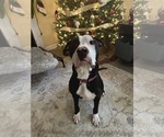 Small #3 Great Dane Mix
