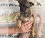 Small #2 Chihuahua