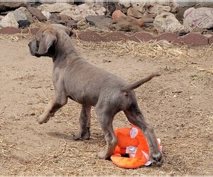 Great Dane Puppy for Sale in TURON, Kansas USA