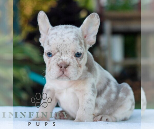 Medium Photo #4 French Bulldog Puppy For Sale in LITITZ, PA, USA
