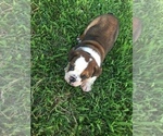 Small Photo #3 Bulldog Puppy For Sale in NEOSHO, MO, USA