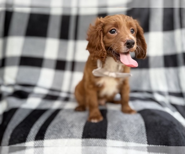 Medium Photo #6 Cavapoo (Miniature) Puppy For Sale in LAKELAND, FL, USA