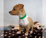 Small #5 Dachshund Mix