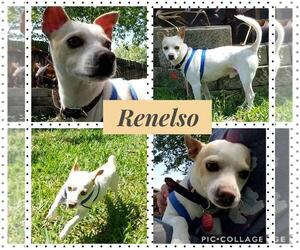 Renelso - Male Jack Chi Dog for Adoption - Photo #2