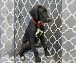 Small Photo #4 Great Dane Puppy For Sale in LAKELAND, FL, USA