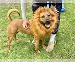 Small #8 American Staffordshire Terrier-Rhodesian Ridgeback Mix