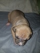 Small Photo #10 American Pit Bull Terrier Puppy For Sale in GRIFFIN, GA, USA