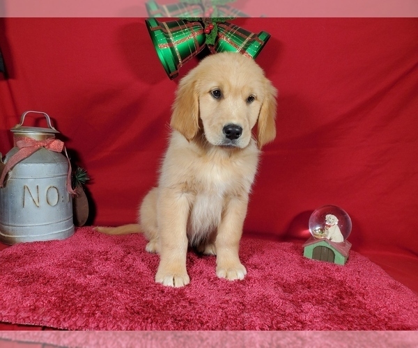 Medium Photo #7 Golden Retriever Puppy For Sale in COLORADO SPRINGS, CO, USA