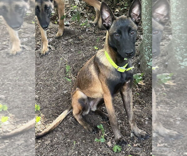 Medium Photo #4 Mutt Puppy For Sale in Imlay City, MI, USA