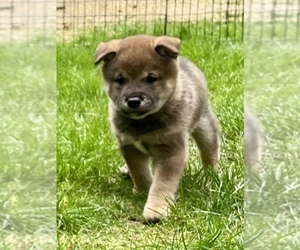 Shiba Inu Puppy for Sale in SNOHOMISH, Washington USA