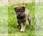 Small Photo #1 Shiba Inu Puppy For Sale in SNOHOMISH, WA, USA