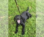 Small Labrador Retriever