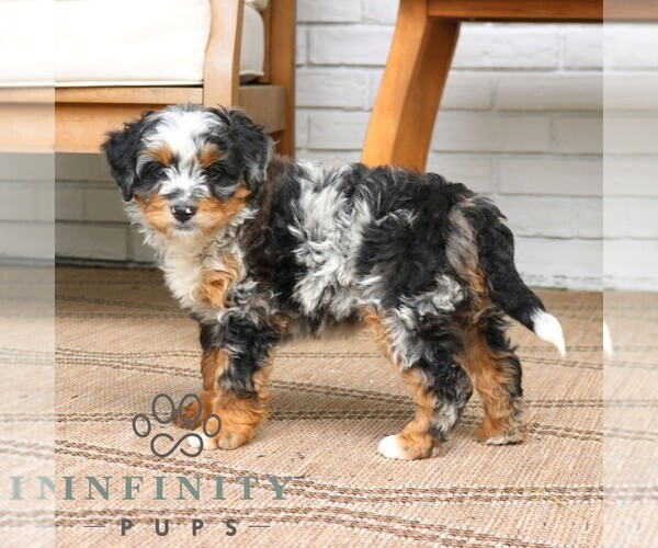 Medium Photo #4 Bernedoodle (Miniature) Puppy For Sale in NARVON, PA, USA