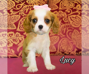 Cavalier King Charles Spaniel Puppy for sale in MIAMI, FL, USA