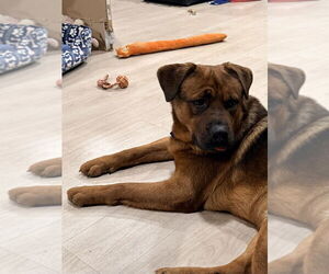 Shepweiller Dogs for adoption in Banning, CA, USA