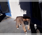 Small Photo #7 Labrador Retriever-Newfoundland Mix Puppy For Sale in CO SPGS, CO, USA