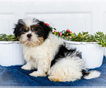 Puppy Justice Shih Tzu