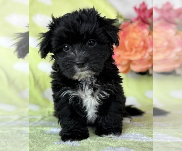 Medium Photo #3 Morkie Puppy For Sale in ROCK STREAM, NY, USA