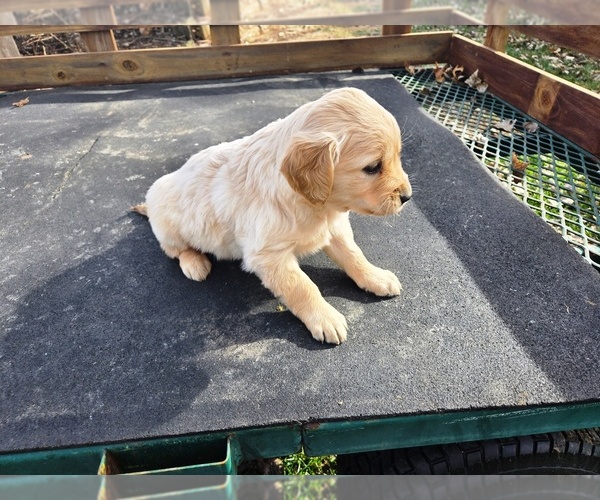 Medium Photo #1 Golden Retriever Puppy For Sale in LEON, KS, USA