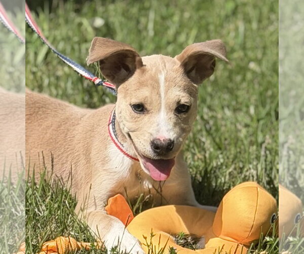 Medium Photo #1 Labrador Retriever-Unknown Mix Puppy For Sale in Yardley, PA, USA