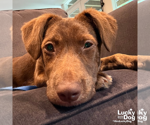 Medium Photo #7 Labrador Retriever-Unknown Mix Puppy For Sale in Washington, DC, USA