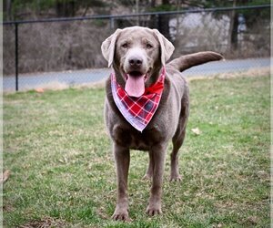 Labrador Retriever Dogs for adoption in Chester, NJ, USA