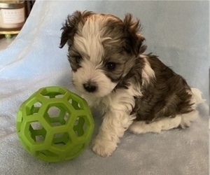 Morkie Puppy for sale in TAMPA, FL, USA