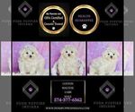 Small #5 Maltese