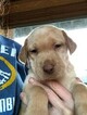 Small Photo #33 Labrador Retriever Puppy For Sale in EATONVILLE, WA, USA