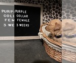 Small Photo #9 Golden Retriever Puppy For Sale in SAN BERNARDINO, CA, USA