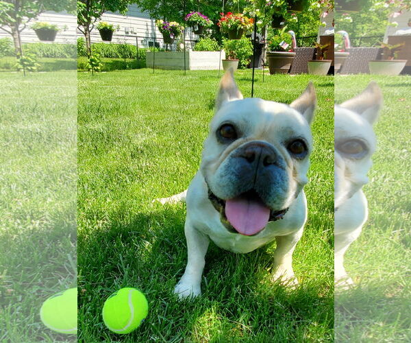 Medium Photo #13 French Bulldog Puppy For Sale in St. Louis Park, MN, USA