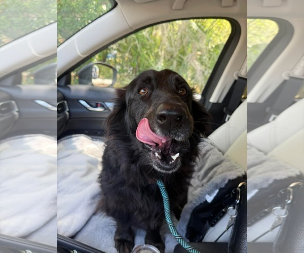 Medium Photo #2 Border Collie-Unknown Mix Puppy For Sale in Valrico, FL, USA