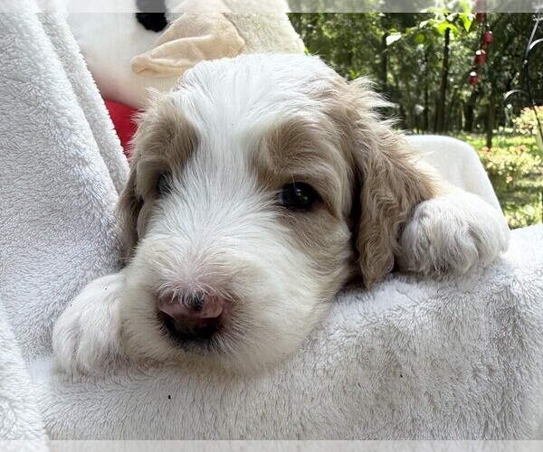 Medium Photo #44 Goldendoodle Puppy For Sale in PIERSON, FL, USA