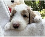 Small Photo #44 Goldendoodle Puppy For Sale in PIERSON, FL, USA