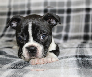 Boston Terrier Puppy for sale in BROOKSVILLE, FL, USA