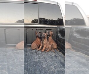 Belgian Malinois Puppy for sale in LAKE LOS ANGELES, CA, USA