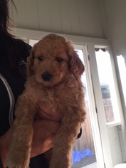 Goldendoodle Puppy for sale in FAIR OAKS, CA, USA