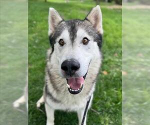 Gerberian Shepsky Dogs for adoption in Woodland, CA, USA