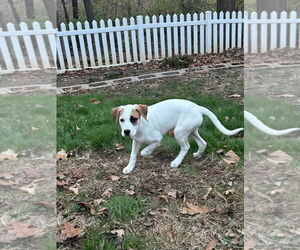 Lab-Pointer Dogs for adoption in Hillsboro, MO, USA