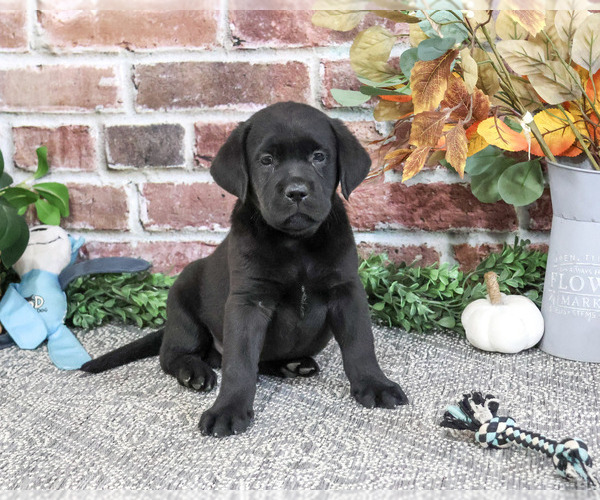 Medium Photo #1 Labrador Retriever Puppy For Sale in SYRACUSE, IN, USA