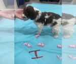 Litter of 9 - Male(s) and Female(s) Bordoodle-F2 Aussiedoodle MixLitter of Puppies for Sale - Photo #13