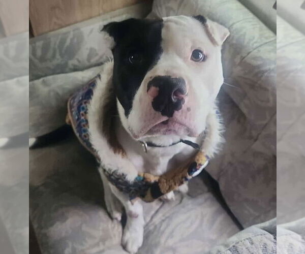 Medium Photo #6 Mutt Puppy For Sale in Alexander, AR, USA