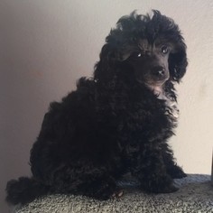Poodle (Toy) Puppy for sale in FORT MORGAN, CO, USA