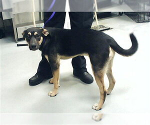 German Shepherd Dog-Unknown Mix Dogs for adoption in Fayetteville, NC, USA