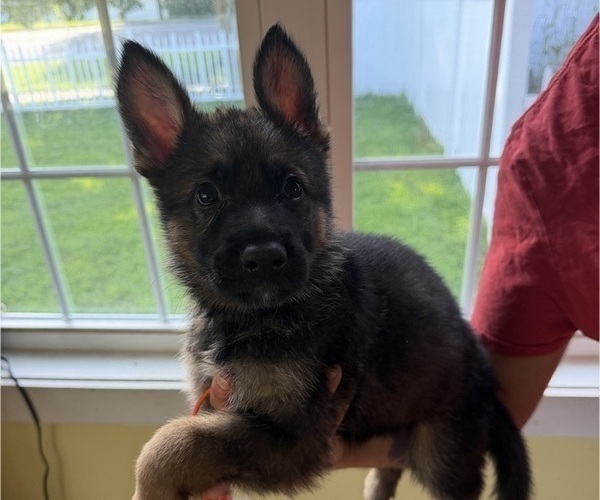Medium Photo #1 German Shepherd Dog Puppy For Sale in AGAWAM, MA, USA