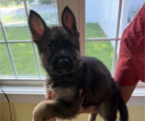 Medium German Shepherd Dog